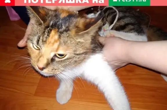 Найдена кошка на ул. Инженерной в Пскове