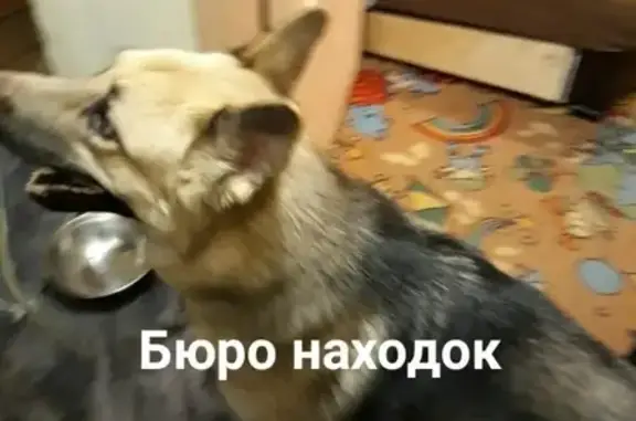 Пропал пёс Байрон возле 50 школы в Архангельске