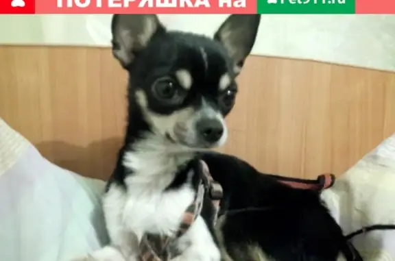 Пропала собака на улице Свердлова, Новокуйбышевск.