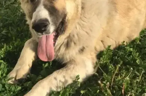 Пропала собака в Заводоуковске, Тюменская область