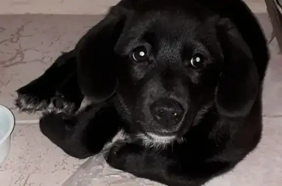 Найден домашний щенок на улице строителей в Стерлитамаке