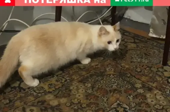 Найден кот с адресом в Челябинске