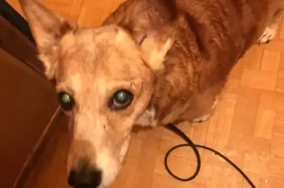 Найденные животные Ульяновск, фото: Найдена собака в Ульяновске, нужен хозяин!