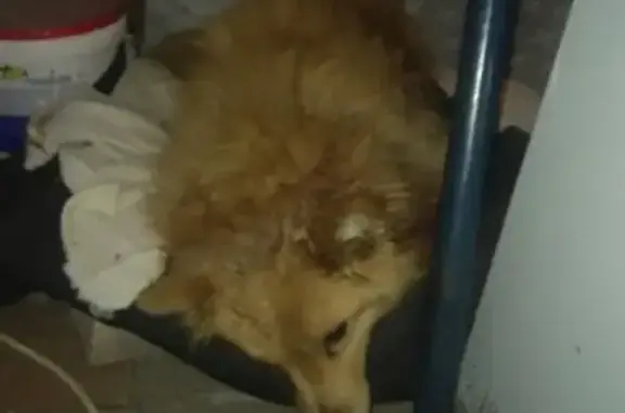Собака с перерезанным горлом найдена в Тольятти