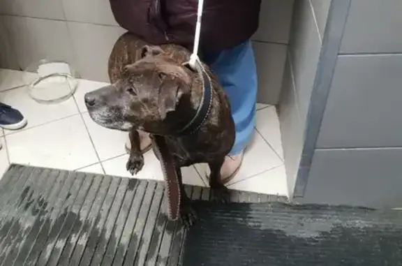 Собака найдена у магазина Магнит, ул. Республики, 94, ищет хозяина.