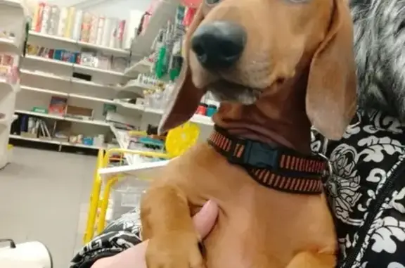 Найденные животные Ульяновск, фото: Потеряна такса на Репина 37, Ульяновск