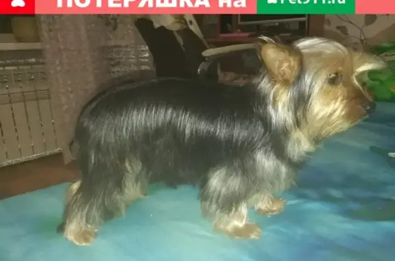 Пропала собака в Лесозаводске, йорк, нужен репост