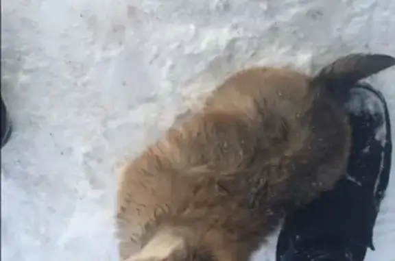 Пропала собака Малыш, район ул. Лесная, Бавлы, Татарстан