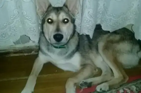 Пропала собака Сеня в Нижнем Тагиле