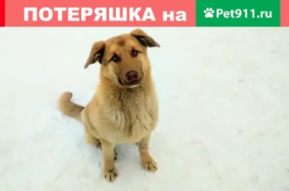 Найдена собака на площади Конева