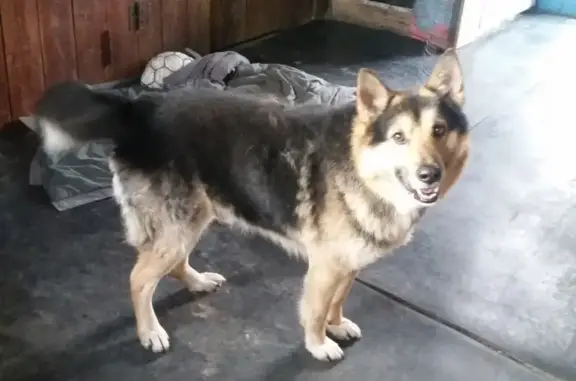 Пропал пёс Рекс в Боровске, Соликамск.