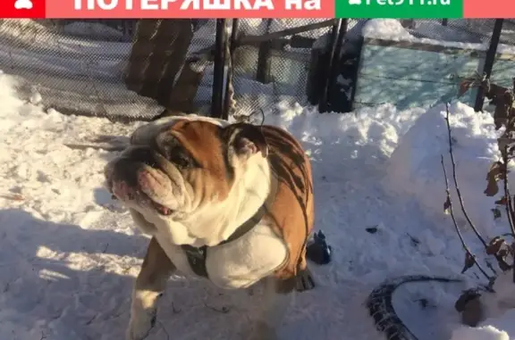 Найдена собака в р-не Елшанка, Орск