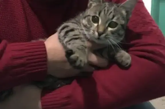 Найдена кошка на Попова 12 в Петрозаводске