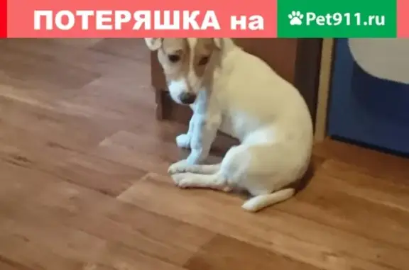 Пропала собака в Ярославле на 8 Марта