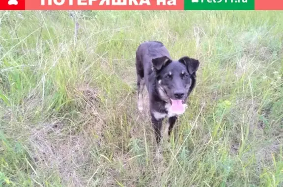 Пропала собака Марта в Похвистнево, Самарская область