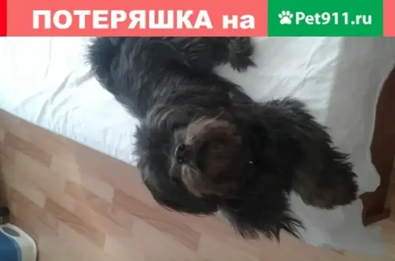 Пропала собака в Москве на Проезде Энтузиастов