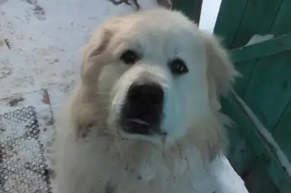 Найдена собака в Казани, помогите найти хозяина!
