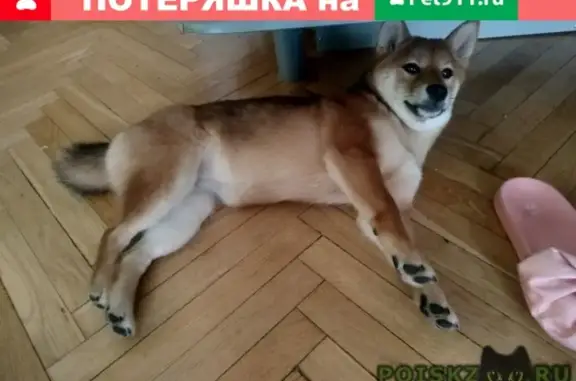 Пропала собака на Большой Черкизовской, вознаграждение за информацию.