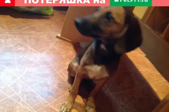 Найдена собака на ул. Ясной в Калининграде