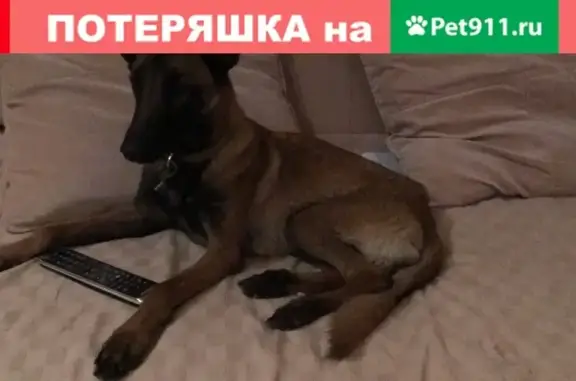 Найдена молодая собака с ошейником на ул. Полины Осипенко, Москва