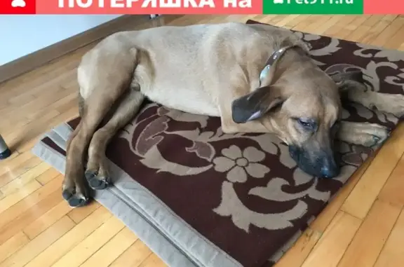 Найден крупный пёс в метро Павелецкая