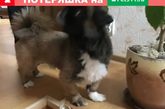 Собака найдена на ул. Гвардейской, Тамбов.