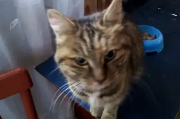 Найдена кошка в деревне Алфёрово, Московская область