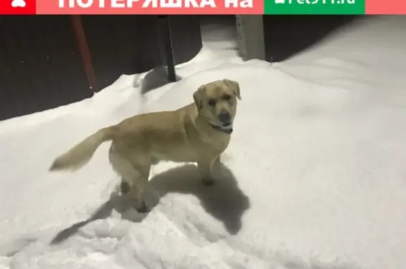 Собака найдена в Лешино, Чеховский район, Московская область