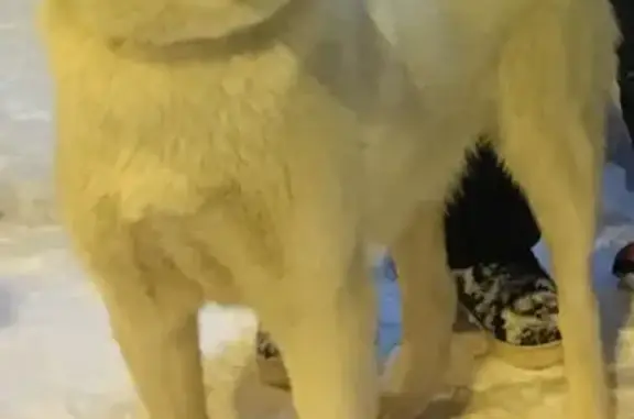 Собаки потеряшки, Тверь, фото: Потеряшка белая Лайка на Бульваре Радищева, Тверь