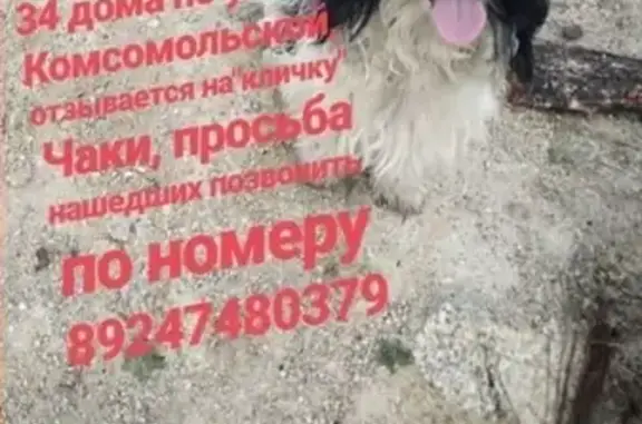 Пропала собака на ул. Комсомольской, 34