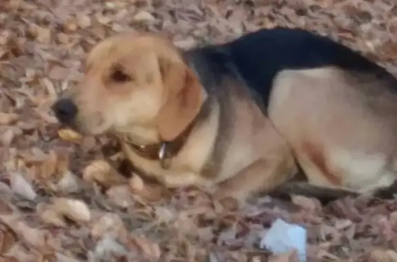 Найдена собака в микрорайоне Северный, ищем хозяина