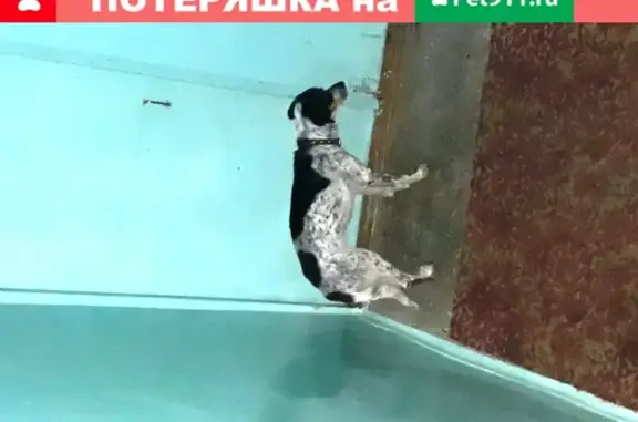 Найдена собака с ошейником на ул. Комсомольской, дом 67