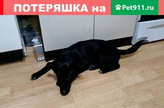 Собака найдена в Люберцах, Красная Горка
