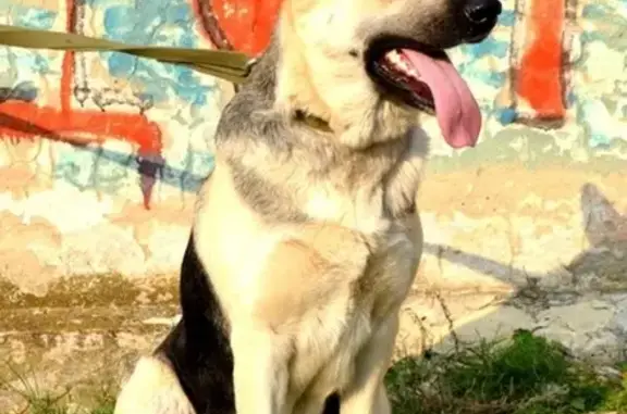 Пропала собака Шерри с клеймом ril797 в Крымске