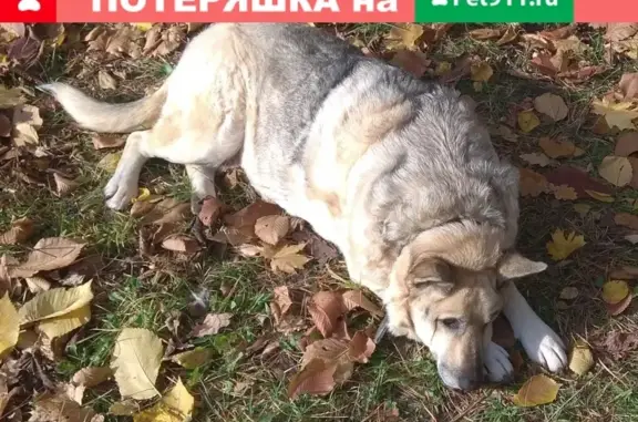 Пропала собака в Раменском районе МО: Быково, Ильинский, Вялки (Опаринская улица)!