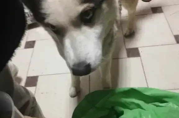 Найдена собака в Белых Столбах, Домодедово