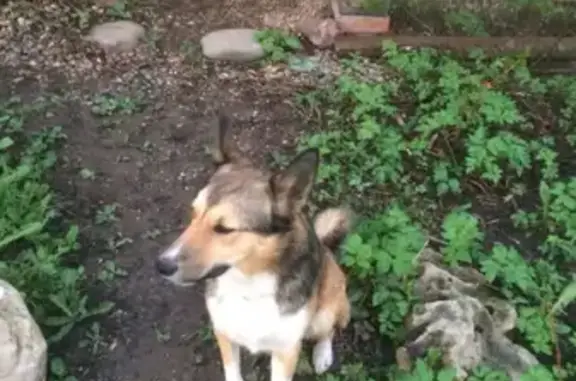 Пропала собака Рыжая в деревне Марфин-Брод, Московская область