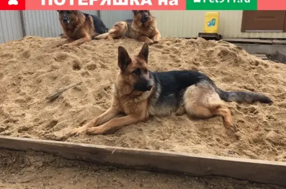 Пропала собака Альба в селе Озерецкое, Московская область