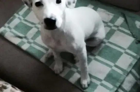 Пропала собака в Орехово-Зуево, порода Джек-рассел, окрас белый с пятнышком на спине, откликается на Люська, номер для связи 89672907512.