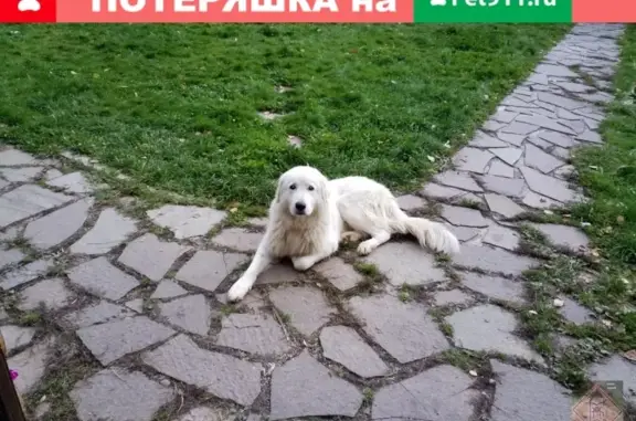 Пропала собака в Залесной, Пермь