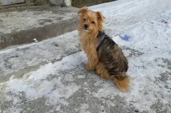 Найдена собака возле подъезда на Тихоокеанской в Южно-Сахалинске