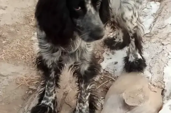 Найдена собака в районе ГРЭС в Чите