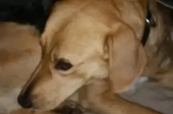 Собака найдена с ошейником в Набережных Челнах