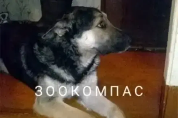 Пропала собака в Архангельске на ул. Чкалова.