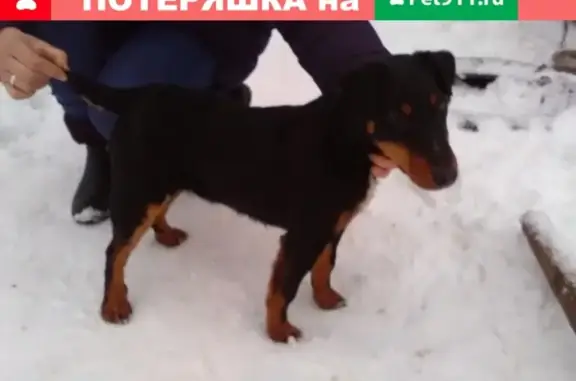 Найден щенок в Торжоке, контактный и ласковый