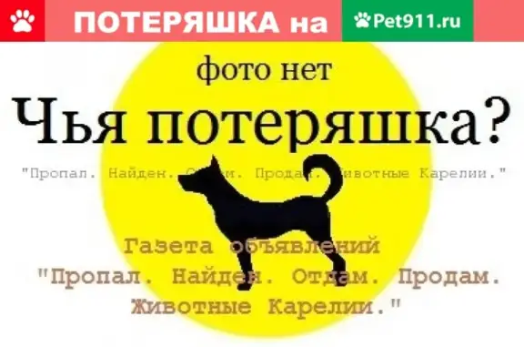 Найдена собака в ст. Падозеро, Пряжинский район