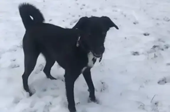 Пропала собака порода лайка/лабрадор ретривер в Москве, район Северное Бутово