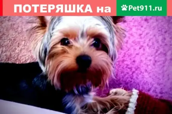 Пропала собака породы Йоркширский терьер в Новокузнецке