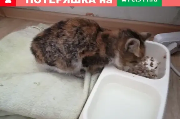 Найдена трехцветная кошка в Самаре, ищем хозяев