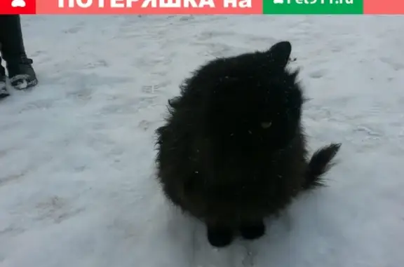 Кошка найдена возле площади в Горно-Алтайске